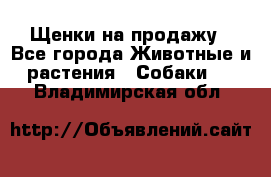 Щенки на продажу - Все города Животные и растения » Собаки   . Владимирская обл.